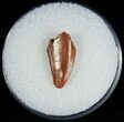 Raptor Tooth From Morocco - #6893-1